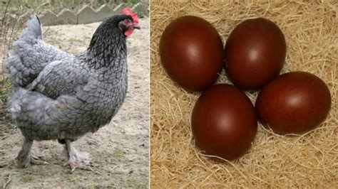 en iri yumurta yapan tavuk cinsi